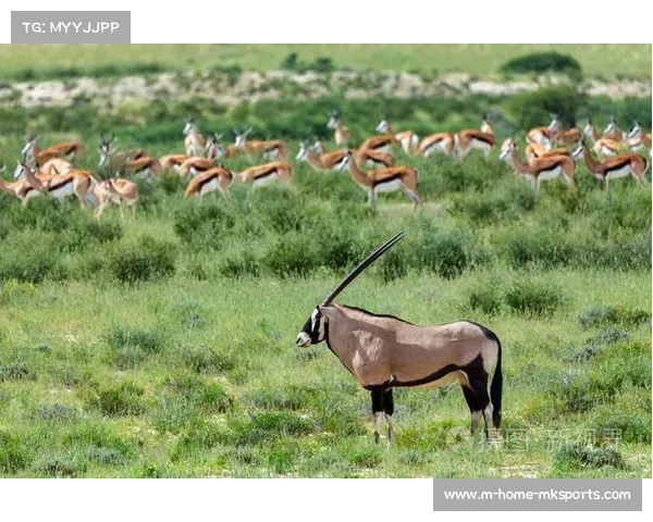 南非跳羚队公布新赛季大名单 半数世界杯冠军成员未留任